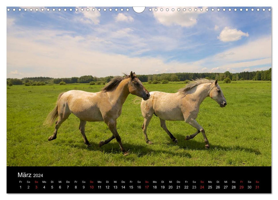 Wilde Pferde (CALVENDO Wandkalender 2024)