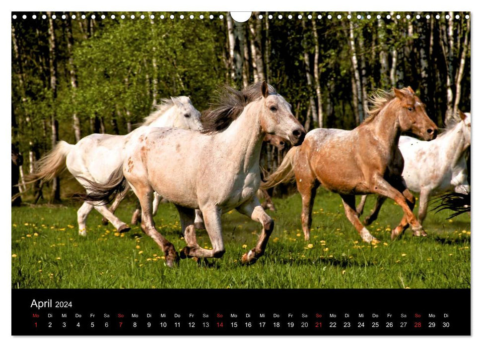 Wilde Pferde (CALVENDO Wandkalender 2024)