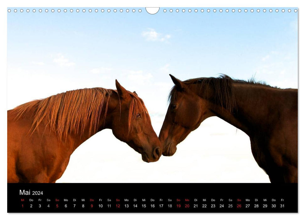 Chevaux sauvages (Calendrier mural CALVENDO 2024) 