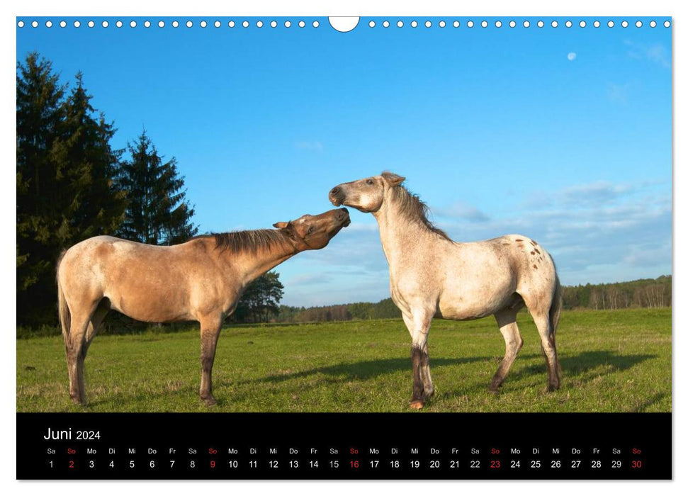 Wilde Pferde (CALVENDO Wandkalender 2024)
