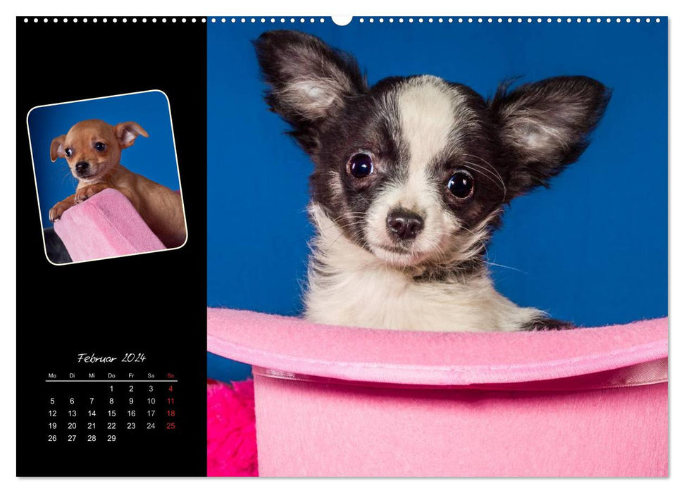 Chihuahua Welpen und Freunde (CALVENDO Wandkalender 2024)