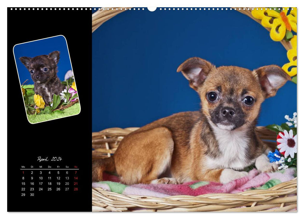Chihuahua Welpen und Freunde (CALVENDO Wandkalender 2024)