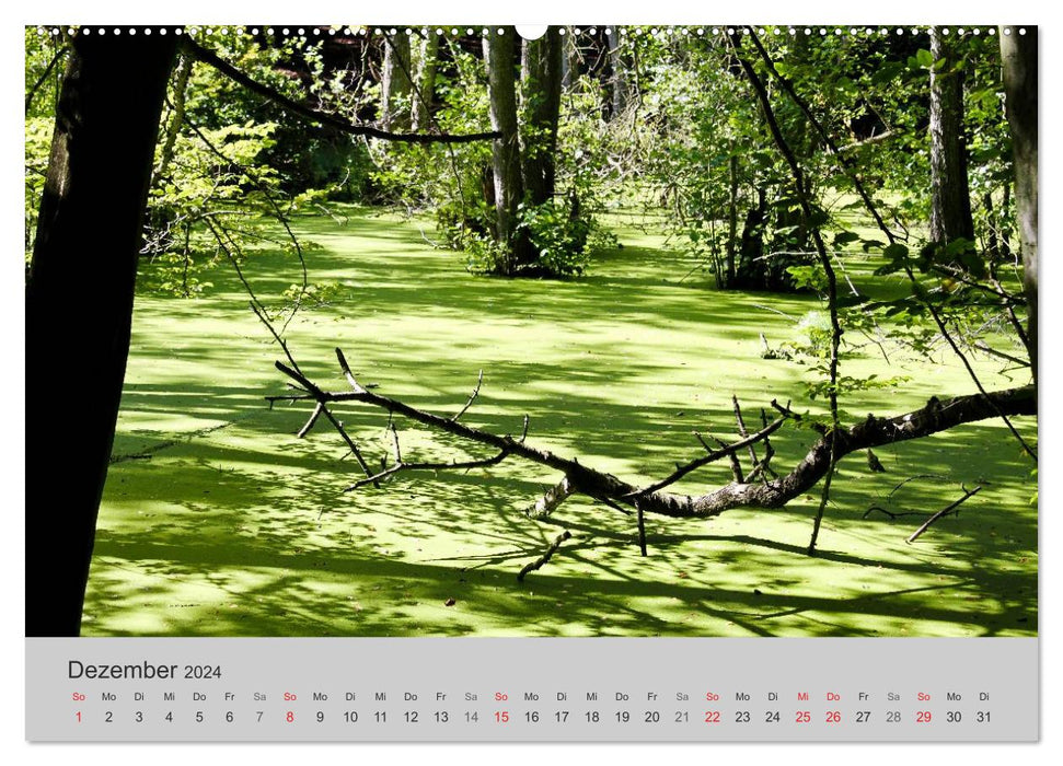 Rügen (CALVENDO Wandkalender 2024)