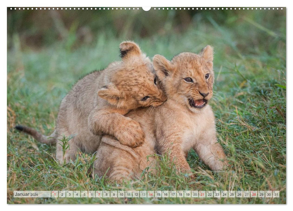 Emotionale Momente: Liebenswerte Löwenbabys (CALVENDO Premium Wandkalender 2024)