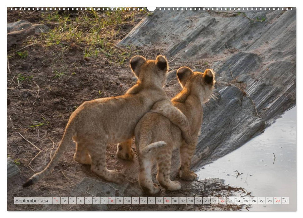 Emotionale Momente: Liebenswerte Löwenbabys (CALVENDO Premium Wandkalender 2024)