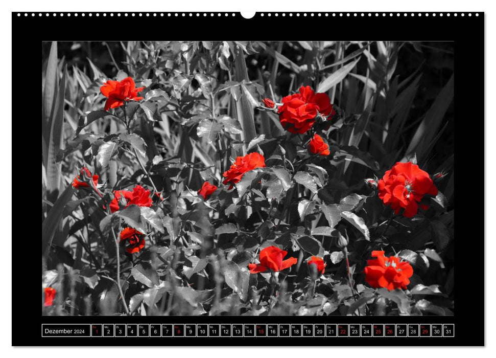 Schwarz-Weiß-Rot (CALVENDO Wandkalender 2024)