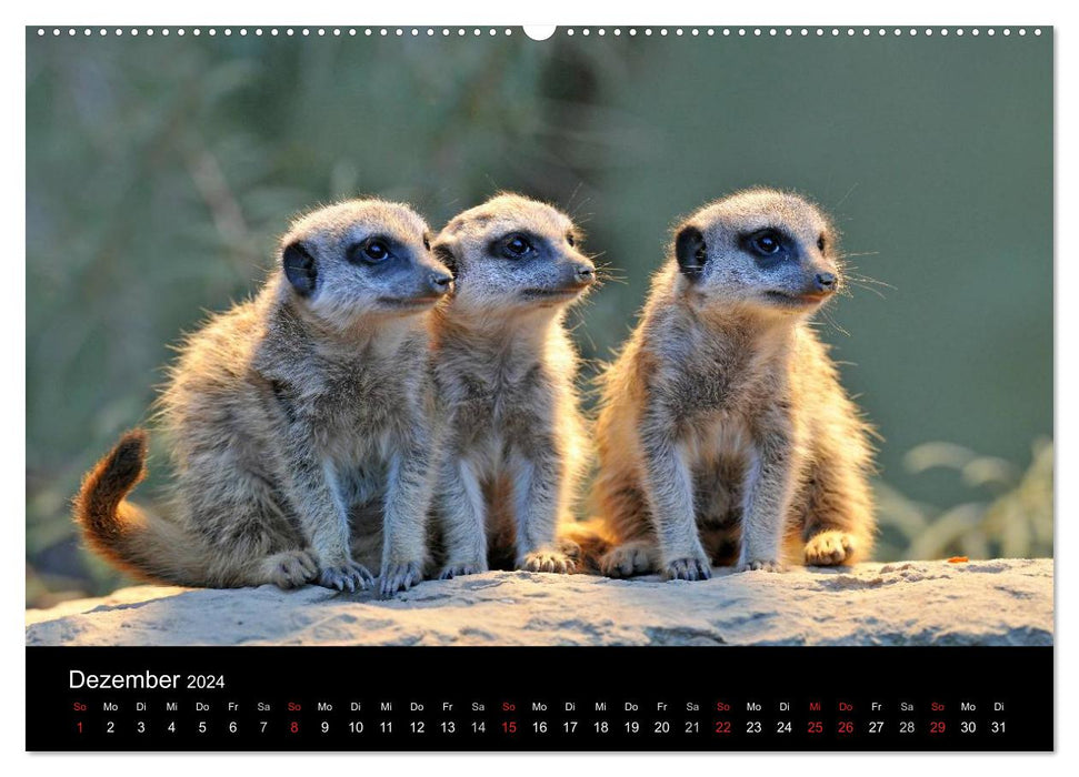 Erdmännchen - Tierkinder (CALVENDO Wandkalender 2024)