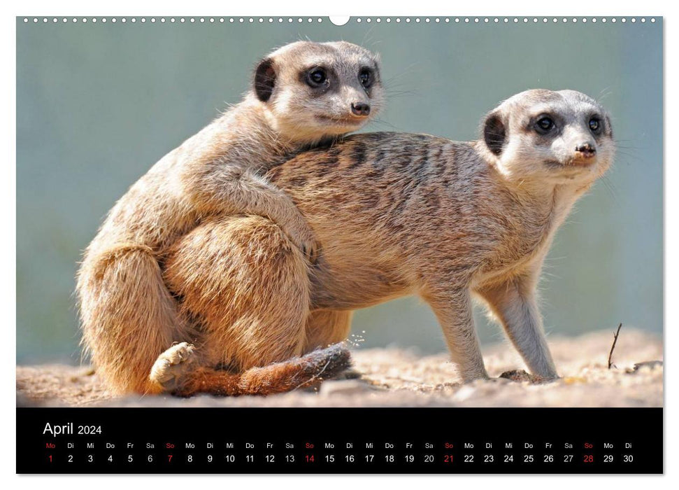 Erdmännchen - Tierkinder (CALVENDO Wandkalender 2024)