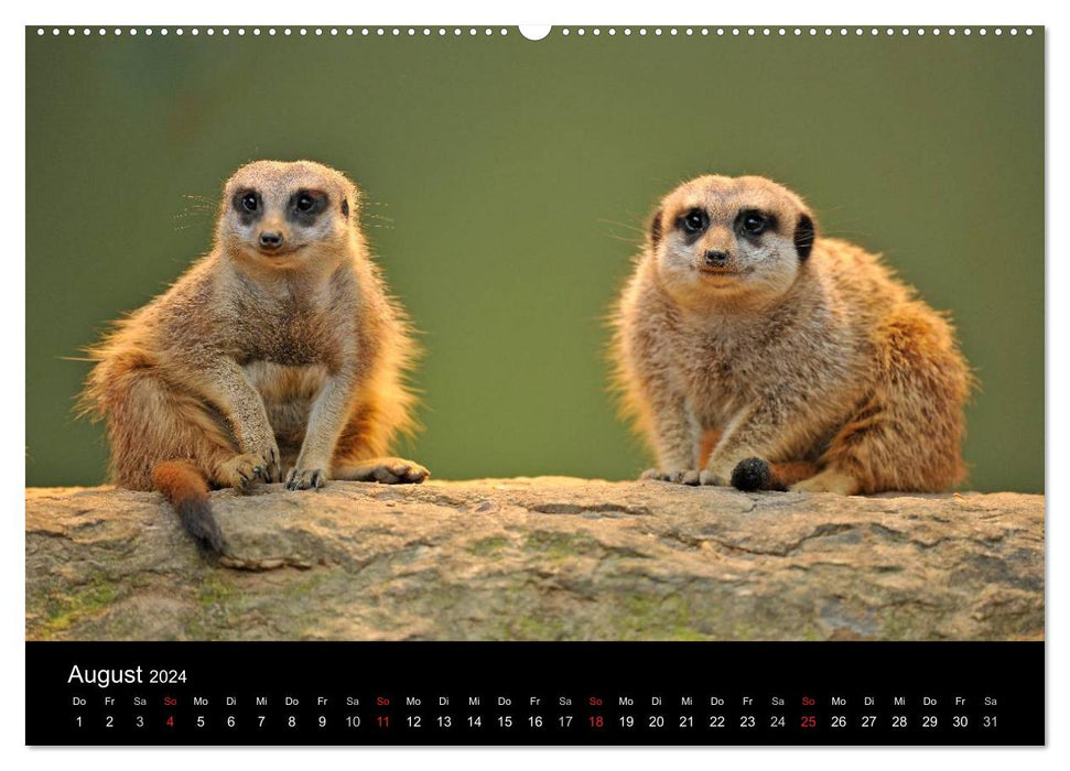 Erdmännchen - Tierkinder (CALVENDO Wandkalender 2024)