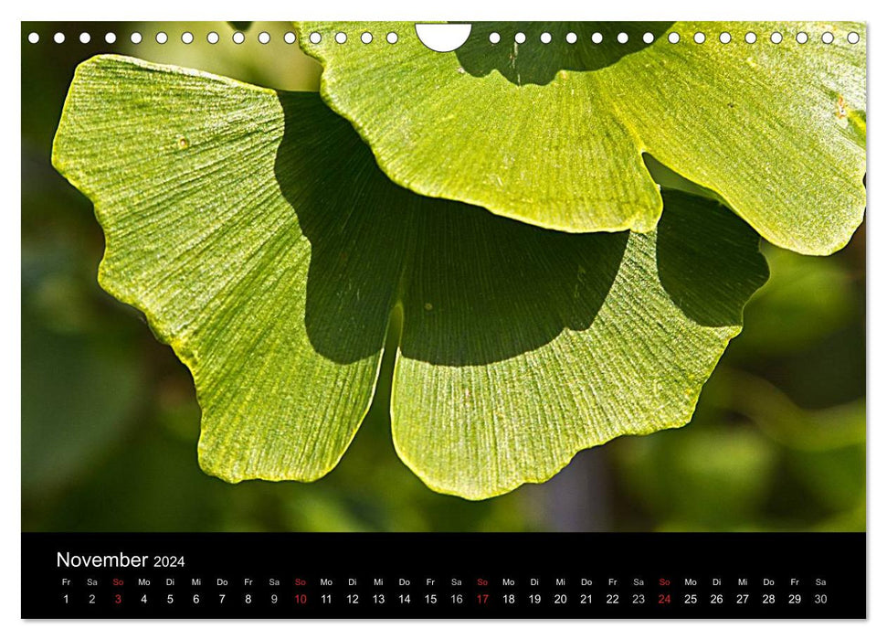Heilpflanzen im Garten (CALVENDO Wandkalender 2024)
