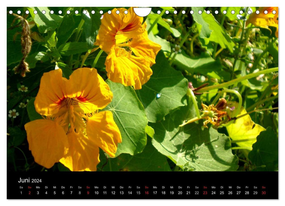 Heilpflanzen im Garten (CALVENDO Wandkalender 2024)
