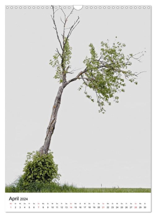 Bäume (CALVENDO Wandkalender 2024)