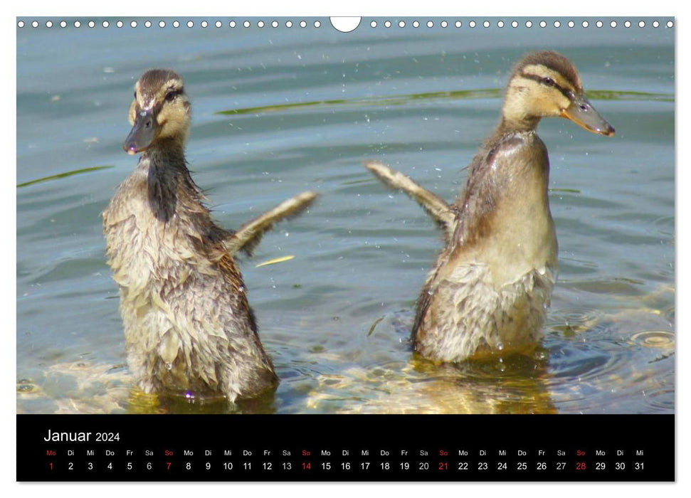 Duck Power (CALVENDO Wandkalender 2024)