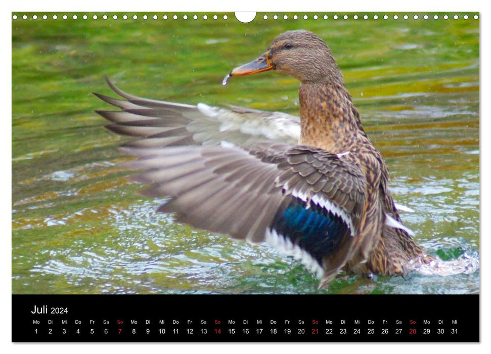 Duck Power (CALVENDO Wandkalender 2024)