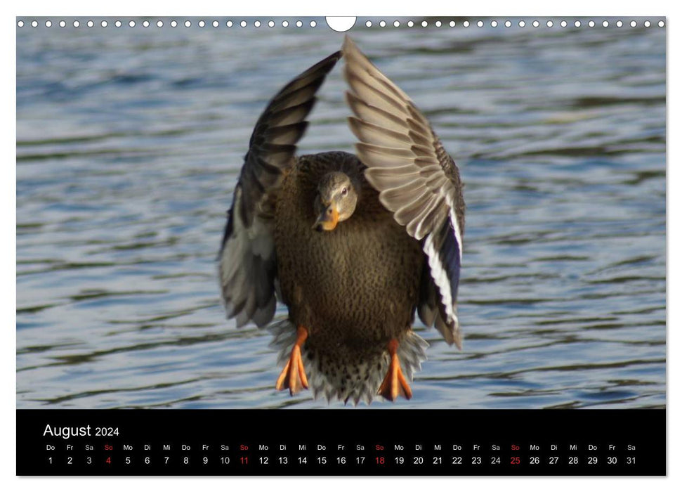 Duck Power (CALVENDO Wandkalender 2024)