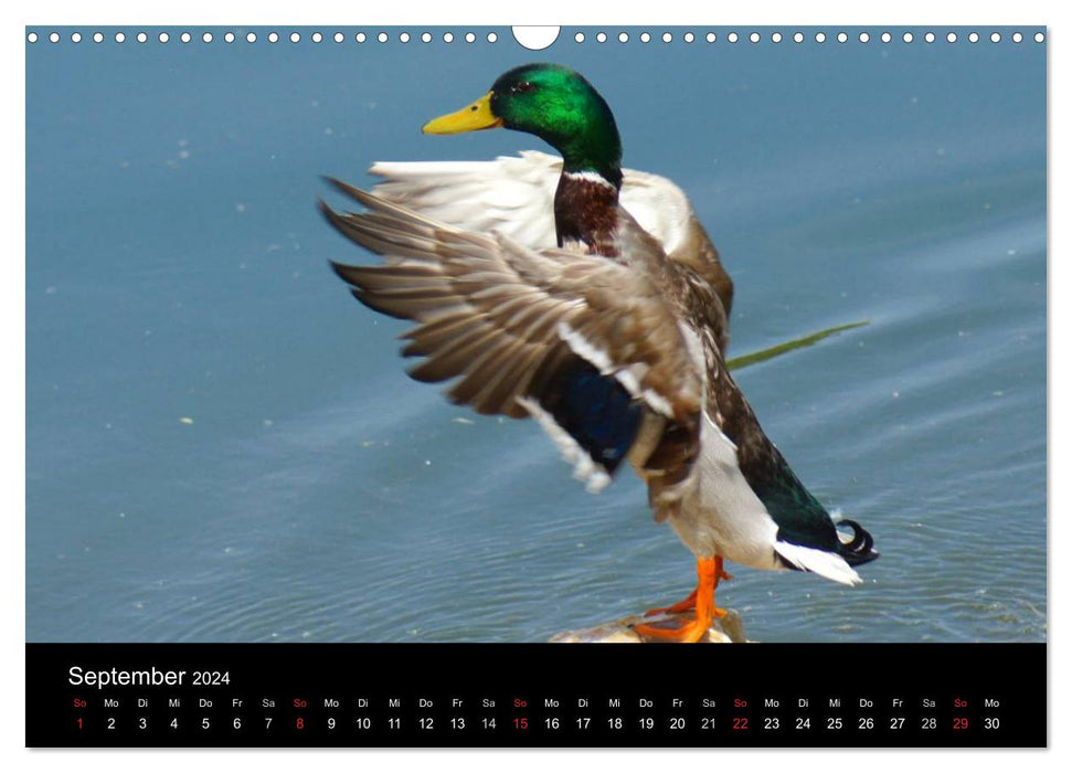 Duck Power (CALVENDO Wandkalender 2024)