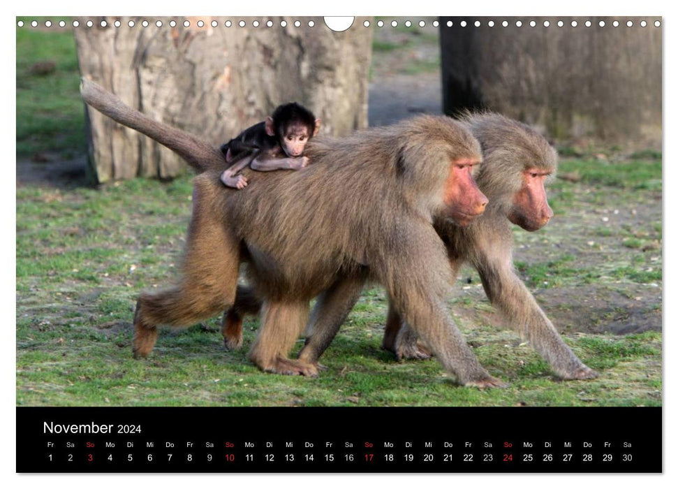 Zoo-Kinder (CALVENDO Wandkalender 2024)