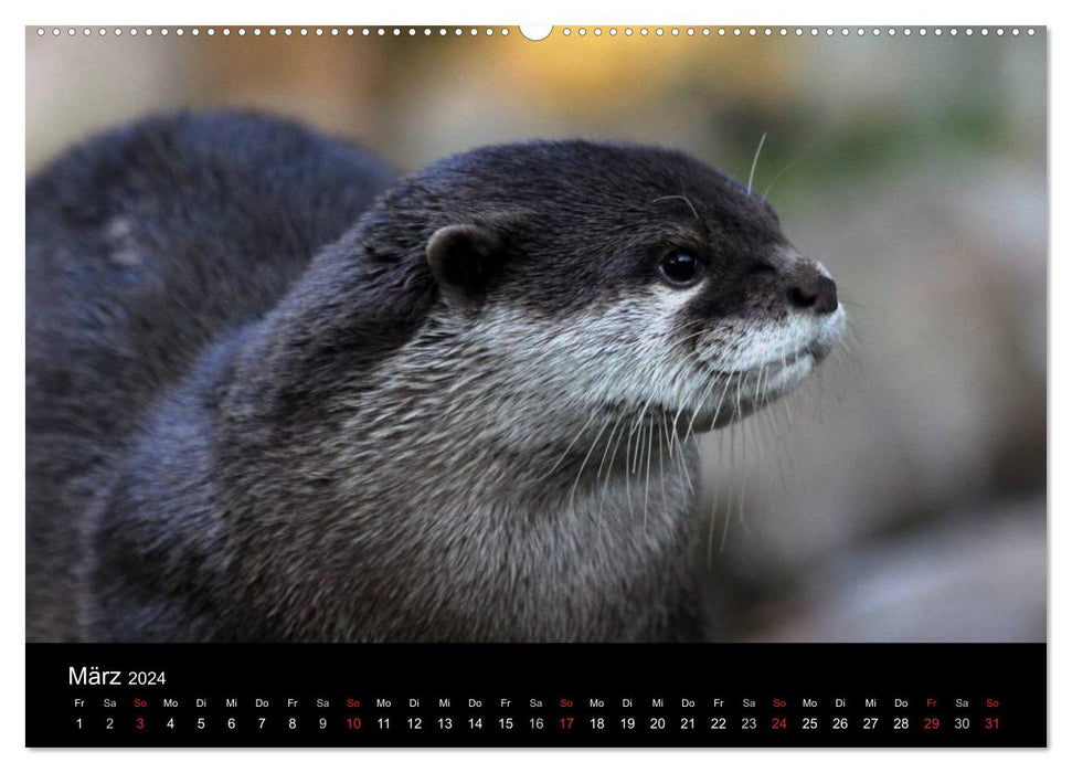 Amazing Wildlife (CALVENDO Premium Wandkalender 2024)