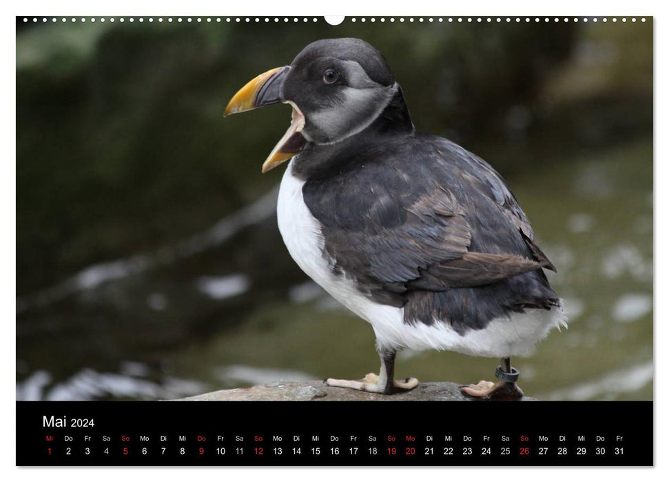 Amazing Wildlife (CALVENDO Premium Wandkalender 2024)