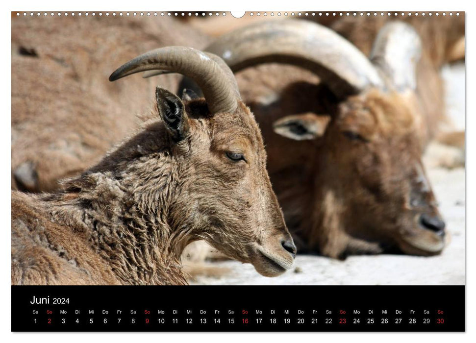 Amazing Wildlife (CALVENDO Premium Wandkalender 2024)