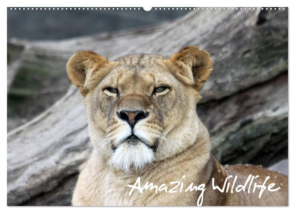Amazing Wildlife (CALVENDO Wandkalender 2024)