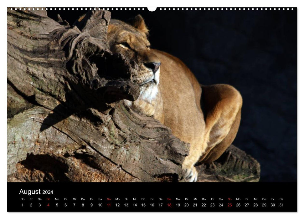 Amazing Wildlife (CALVENDO Wandkalender 2024)