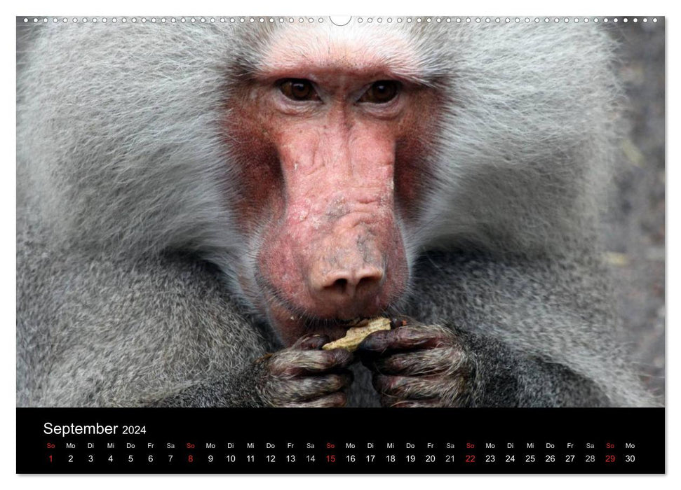 Amazing Wildlife (CALVENDO Wandkalender 2024)