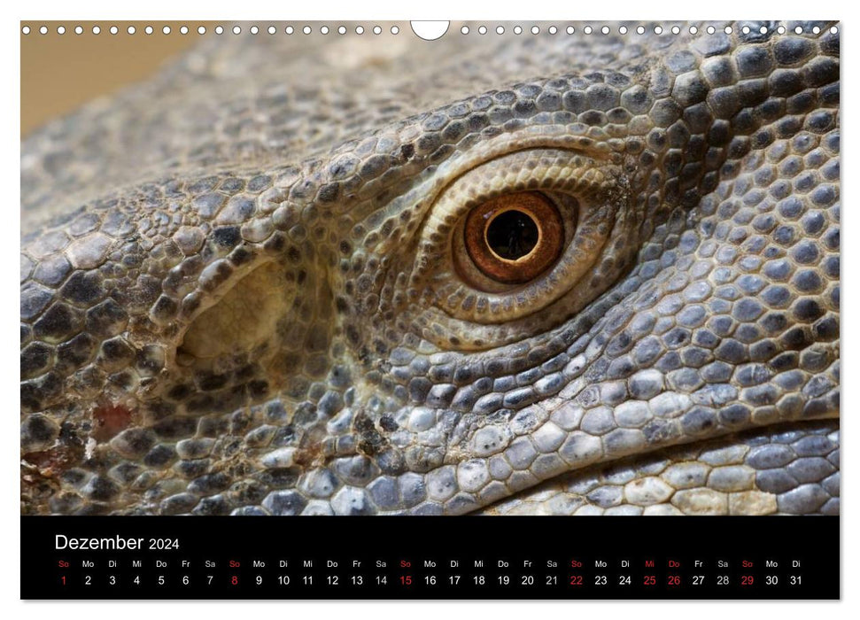 Reptiles &amp; Co. (Calendrier mural CALVENDO 2024) 