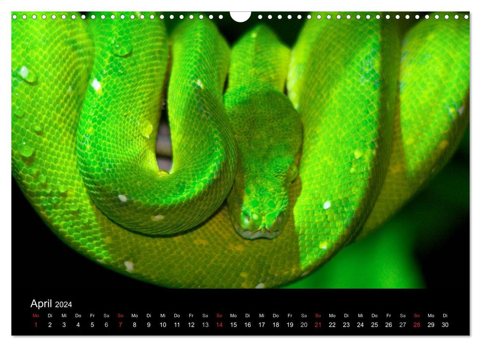 Reptiles &amp; Co. (Calendrier mural CALVENDO 2024) 