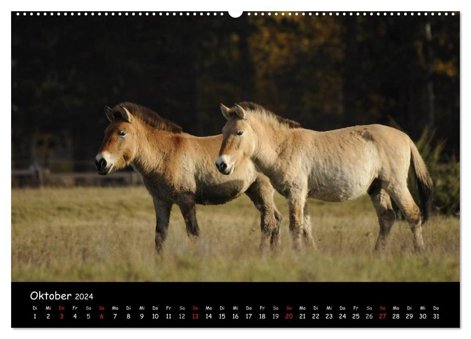 Chevaux de Przewalski (calendrier mural CALVENDO 2024) 