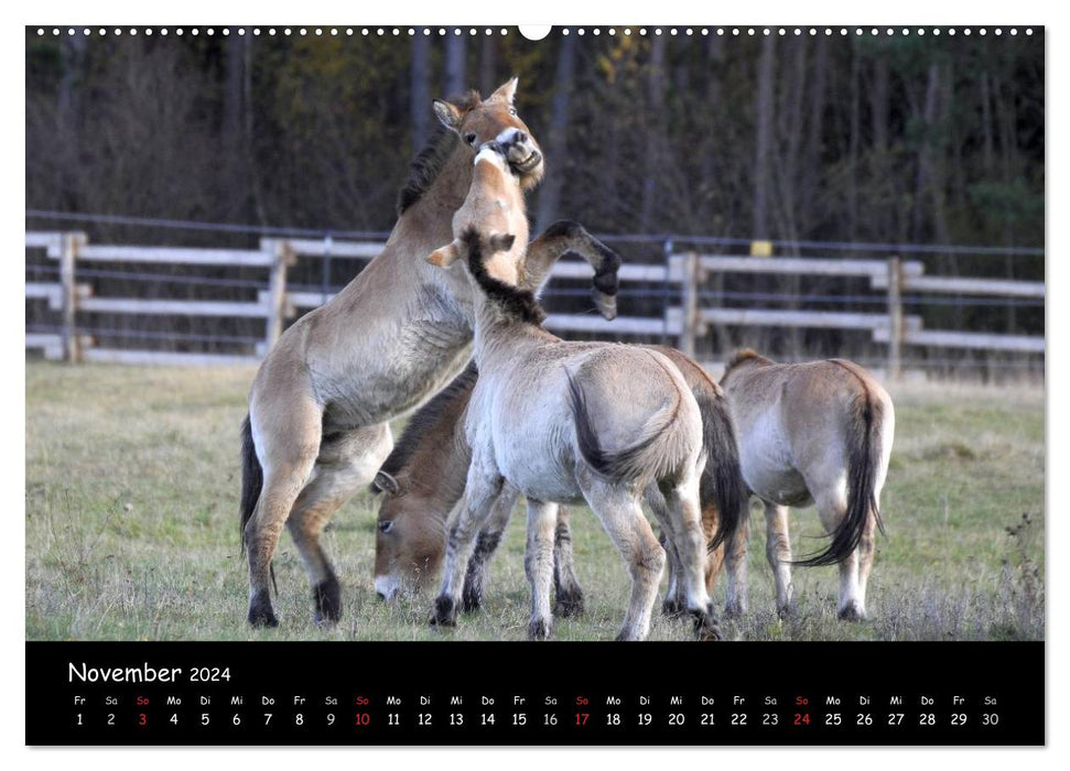 Chevaux de Przewalski (calendrier mural CALVENDO 2024) 