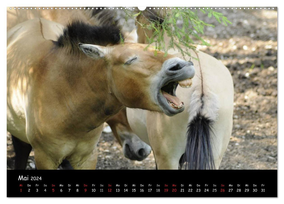 Przewalskipferde (CALVENDO Wandkalender 2024)