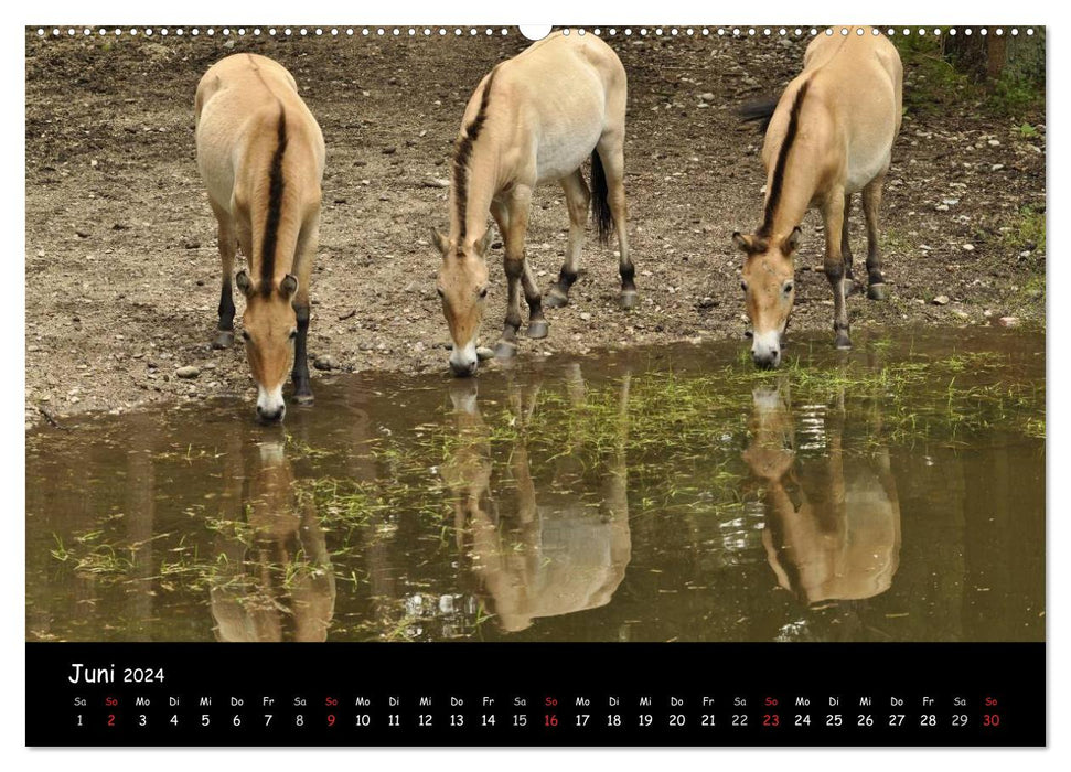 Przewalskipferde (CALVENDO Wandkalender 2024)