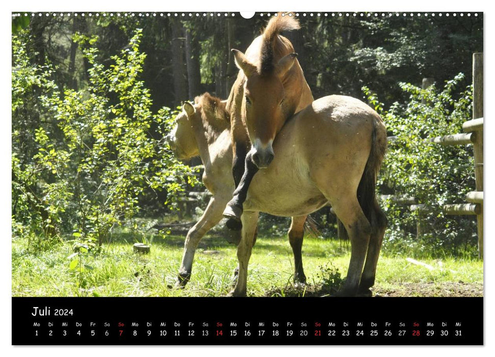 Chevaux de Przewalski (calendrier mural CALVENDO 2024) 