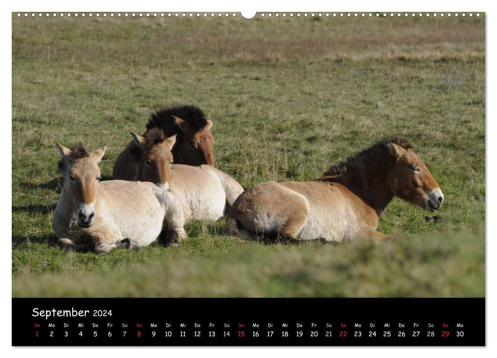 Chevaux de Przewalski (calendrier mural CALVENDO 2024) 