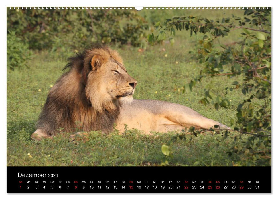 Lions - Rois des Animaux (Calendrier mural CALVENDO Premium 2024) 