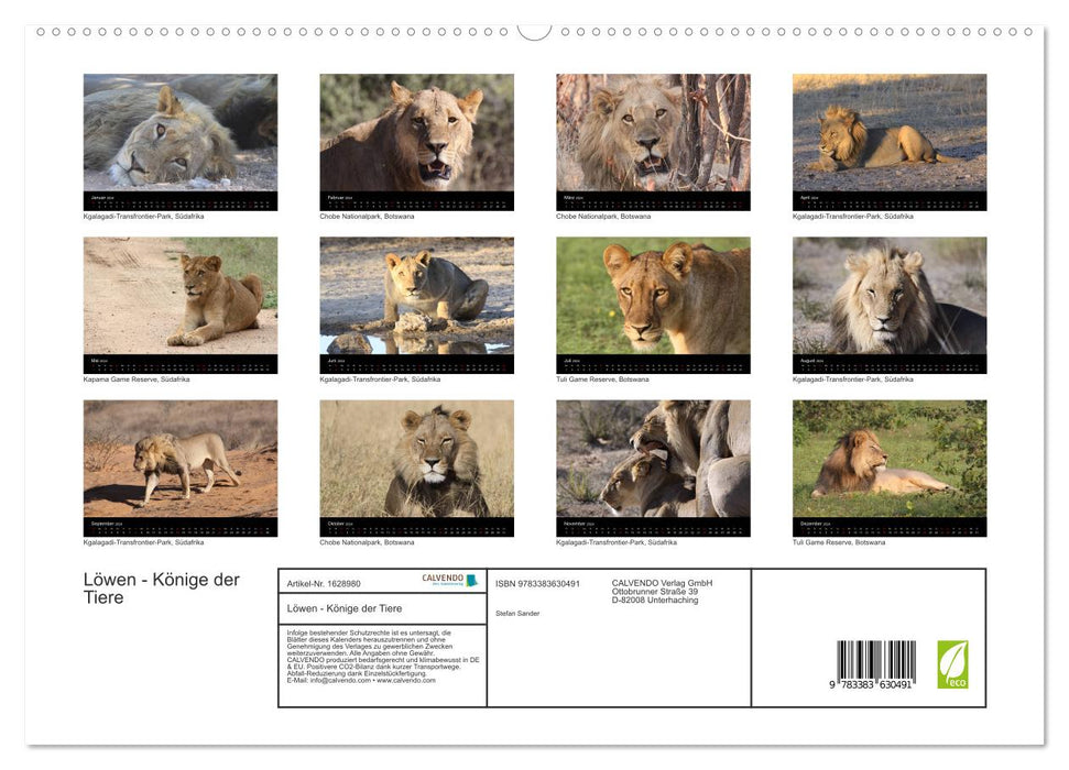 Lions - Rois des Animaux (Calendrier mural CALVENDO Premium 2024) 