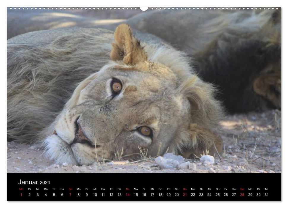 Lions - Rois des Animaux (Calendrier mural CALVENDO Premium 2024) 