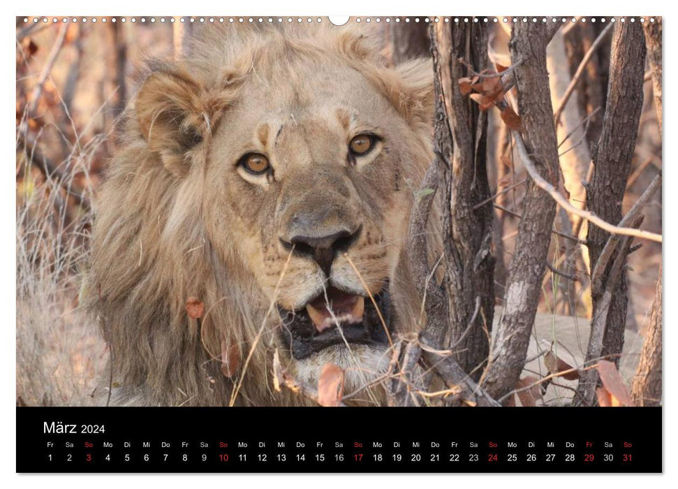 Lions - Rois des Animaux (Calendrier mural CALVENDO Premium 2024) 