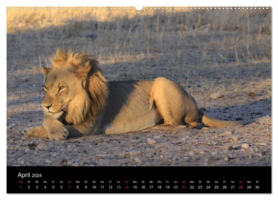 Lions - Rois des Animaux (Calendrier mural CALVENDO Premium 2024) 