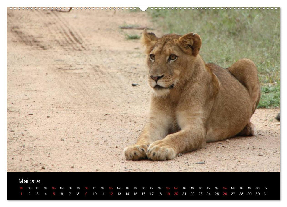 Löwen - Könige der Tiere (CALVENDO Premium Wandkalender 2024)