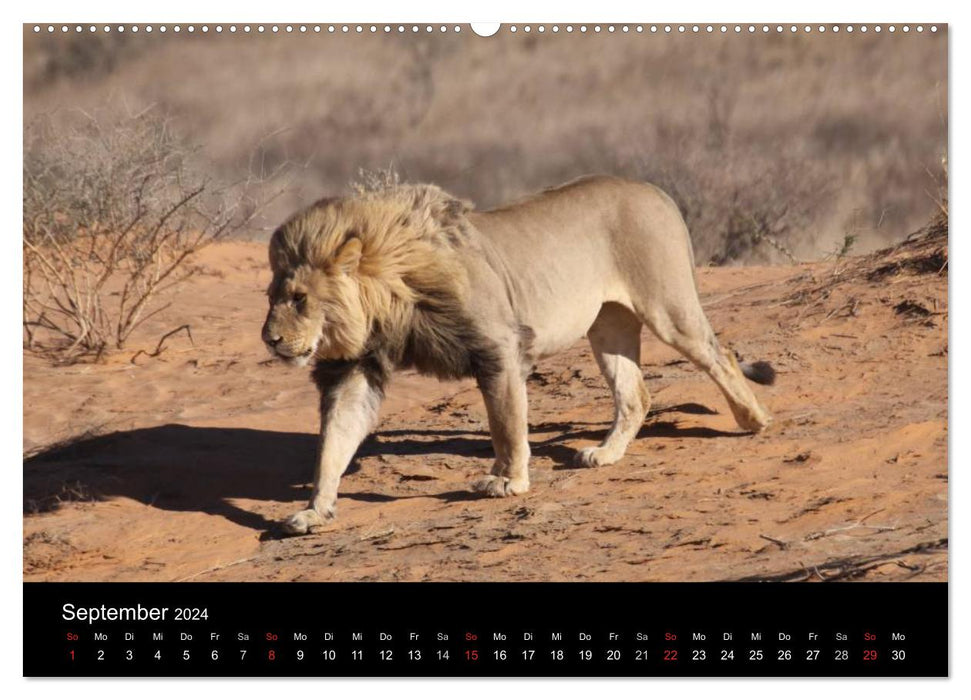 Lions - Rois des Animaux (Calendrier mural CALVENDO Premium 2024) 