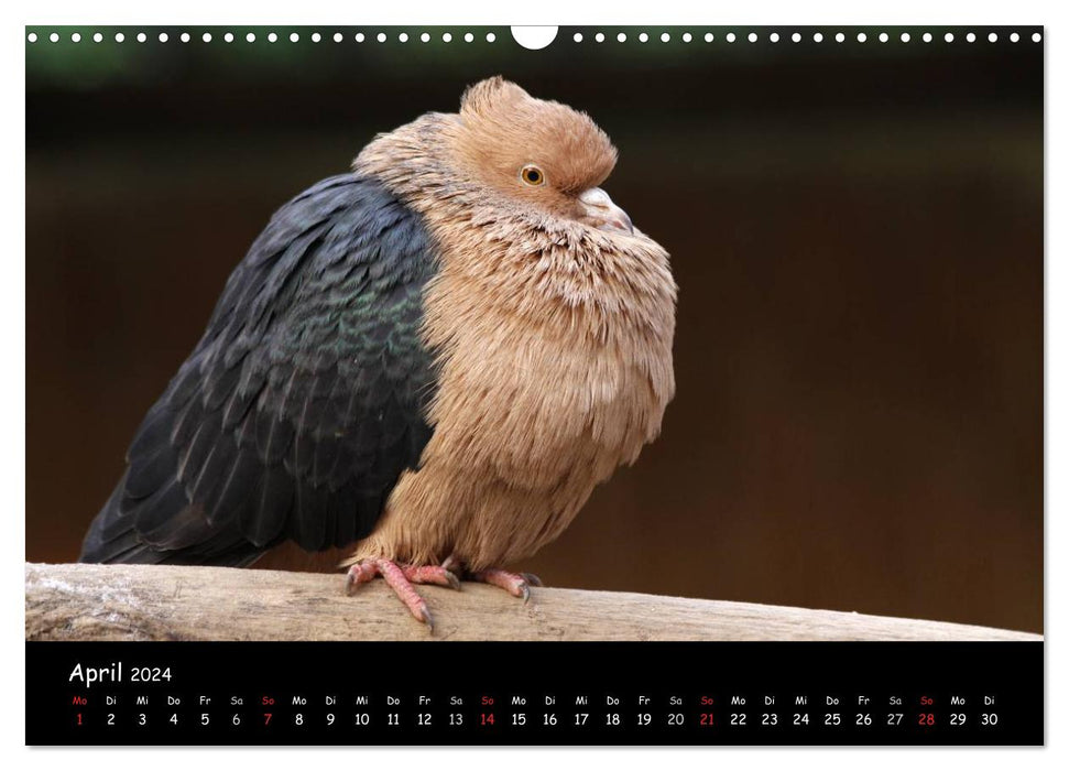 Ziervögel (CALVENDO Wandkalender 2024)