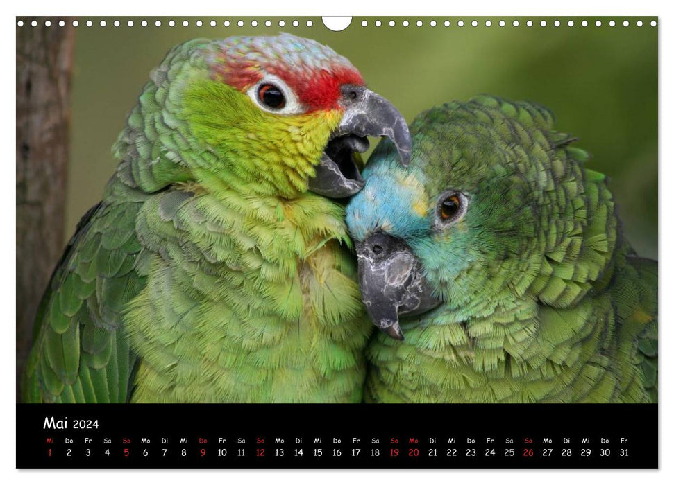 Ziervögel (CALVENDO Wandkalender 2024)