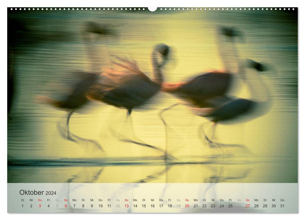 Flamingo Impressionen 2024 (CALVENDO Premium Wandkalender 2024)