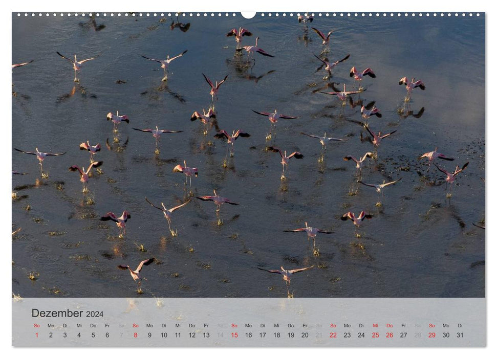 Flamingo Impressionen 2024 (CALVENDO Premium Wandkalender 2024)