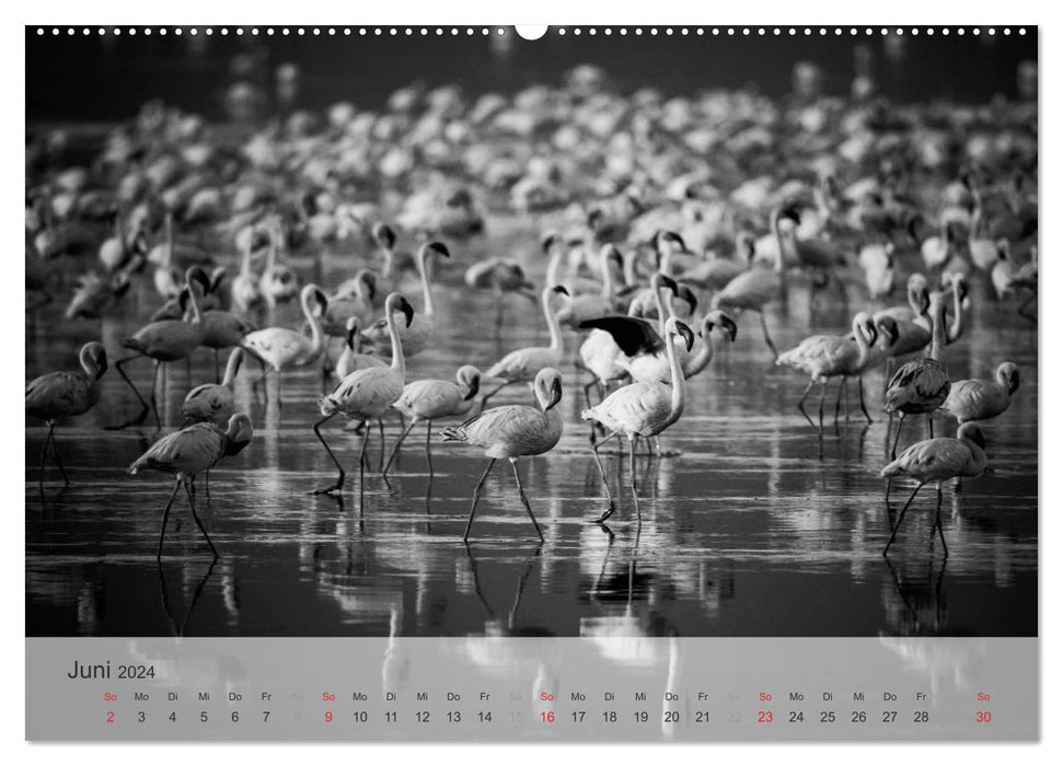 Flamingo Impressionen 2024 (CALVENDO Premium Wandkalender 2024)