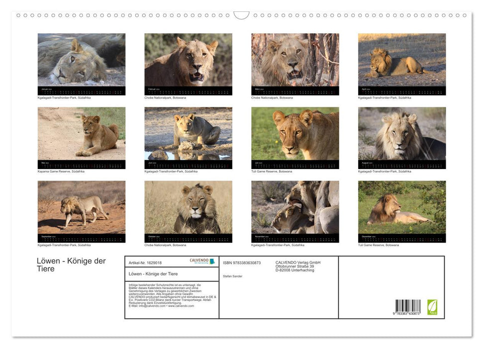 Löwen - Könige der Tiere (CALVENDO Wandkalender 2024)
