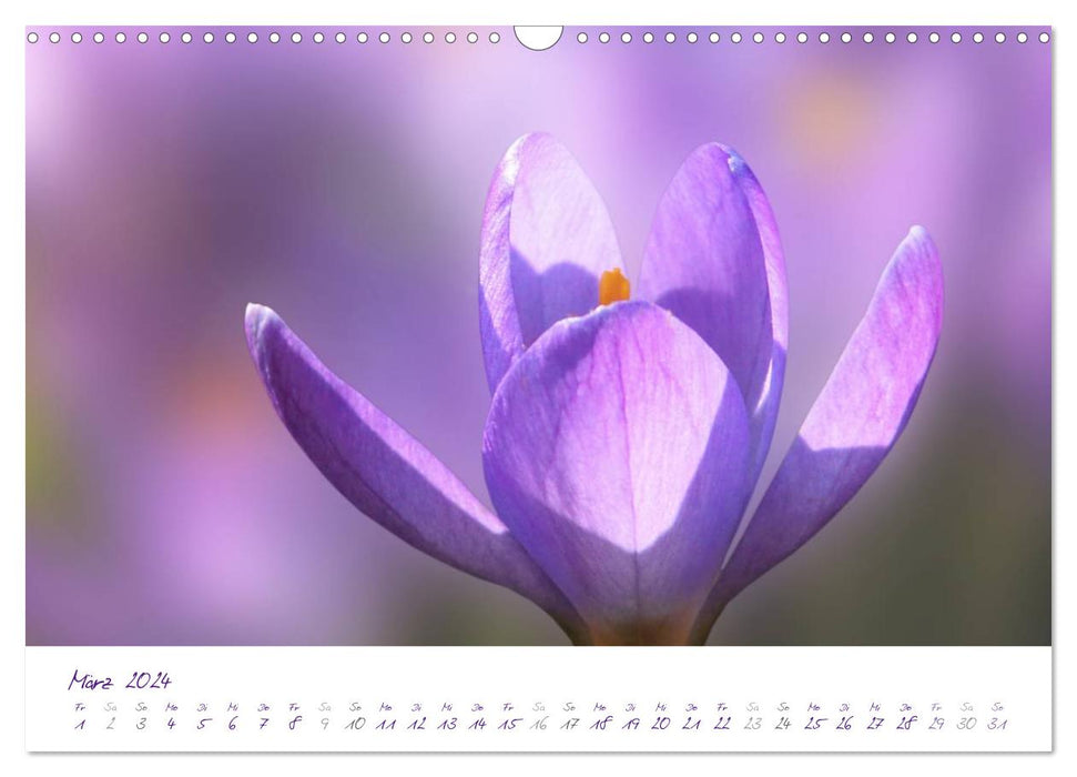 Lila Blüten (CALVENDO Wandkalender 2024)