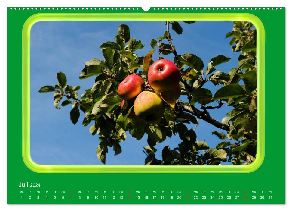 Apfel (CALVENDO Wandkalender 2024)